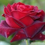Menilik Bunga Mawar, Memahami Secerca Makna Hidup 